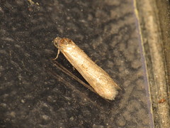 Tortricodes alternella