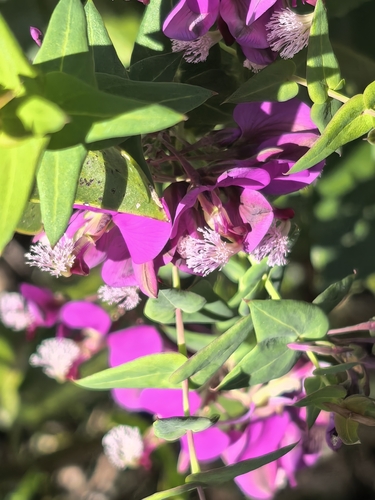 Polygala fruticosa, photograph 5