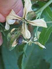 Closterotomus annulus