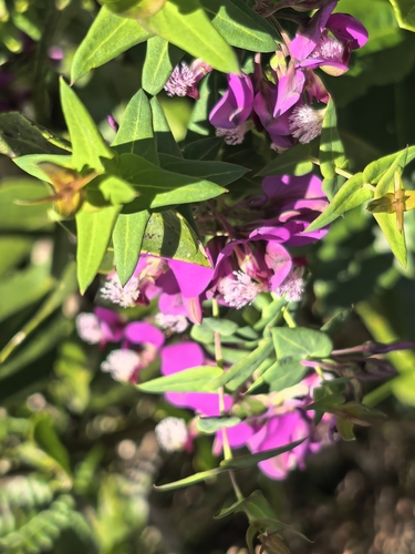 Polygala fruticosa, photograph 6