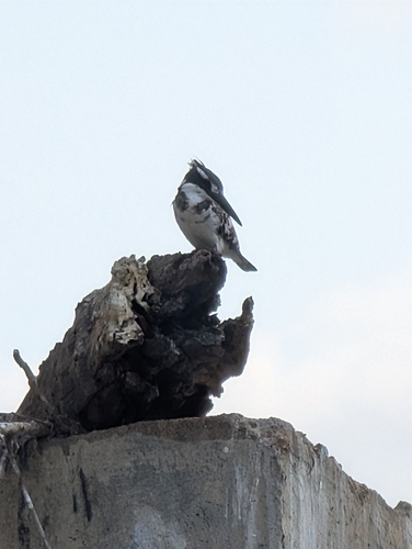 iNaturalist image