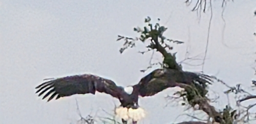 iNaturalist image