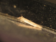 Tortricodes alternella