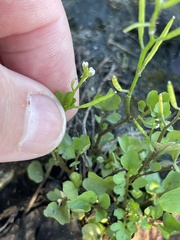 Cardamine occulta