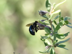 Colletes bicolor