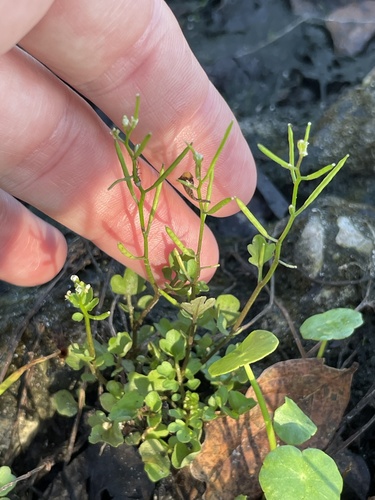 Cardamine occulta, photograph 2