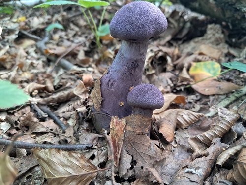 violet webcap