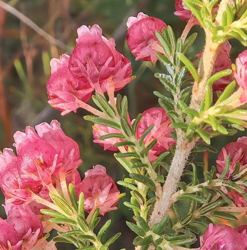 Erica glomiflora, photograph 1