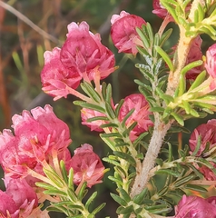 Erica glomiflora