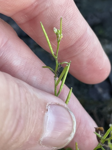 Cardamine occulta, photograph 3