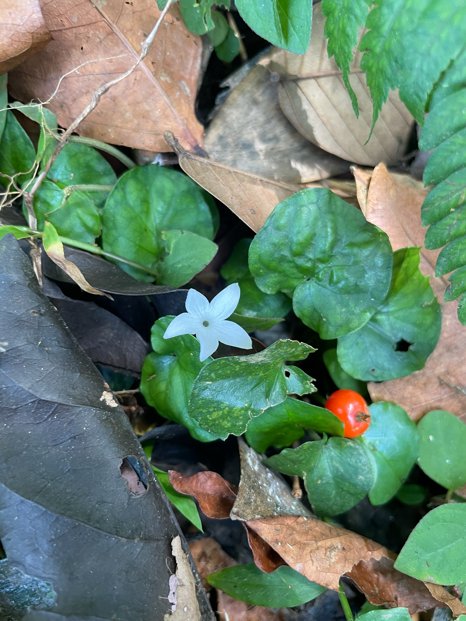 Geophila herbacea (Geophila herbacea)