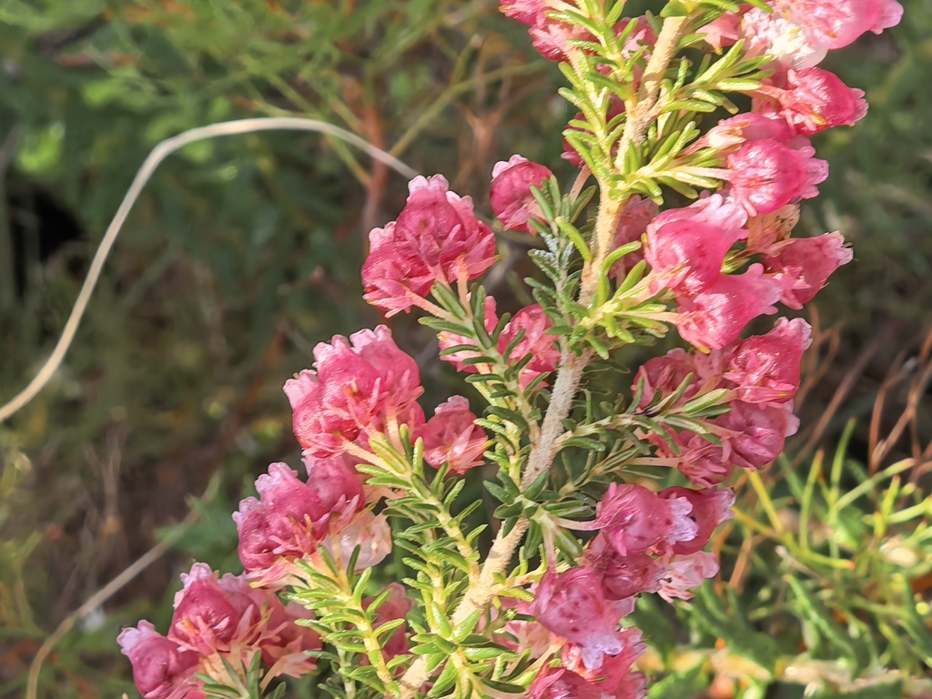 Erica glomiflora; photograph author not stated, no rights reserved