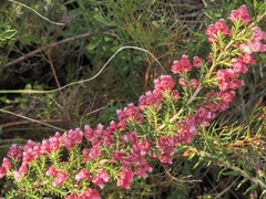 author not stated, no rights reserved Erica glomiflora, photograph author not stated, no rights reserved