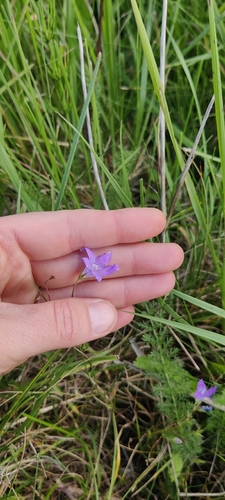 Spreading Bellflower