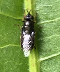Odontomyia tigrina
