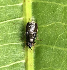 Odontomyia tigrina