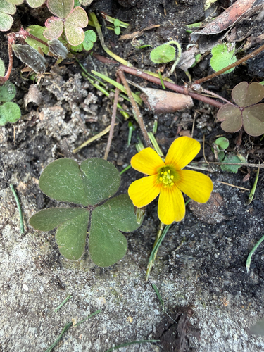 Creeping Woodsorrel