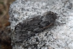 Brachionycha borealis