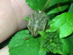 Sphyrocoris obliquus