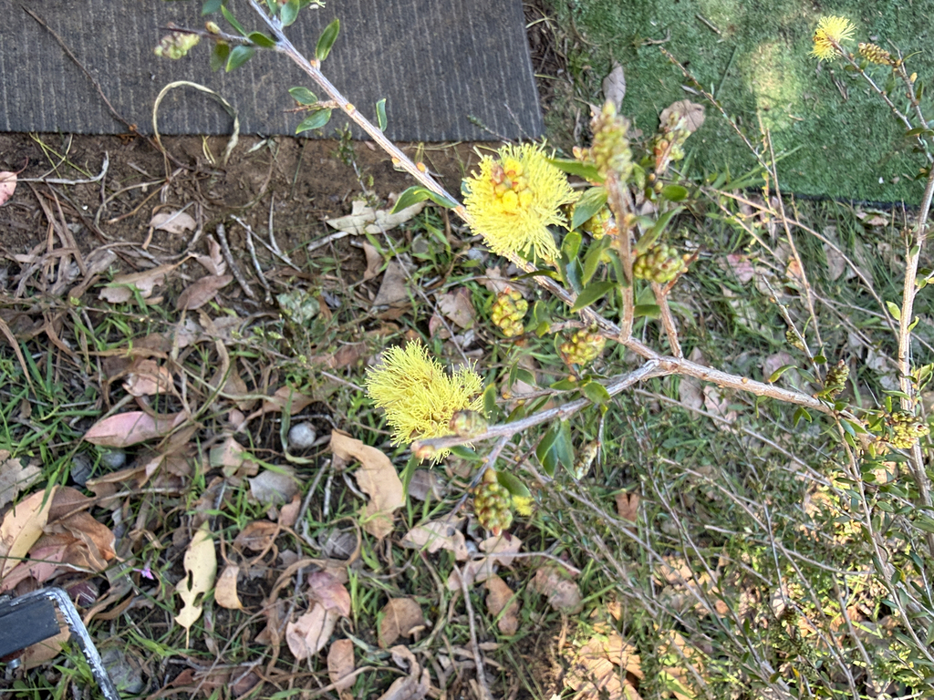 Melaleuca thymoides; photograph (c) Khands, some rights reserved (CC BY)