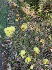(c) Khands, some rights reserved (CC BY) Melaleuca thymoides, photograph (c) Khands, some rights reserved (CC BY)