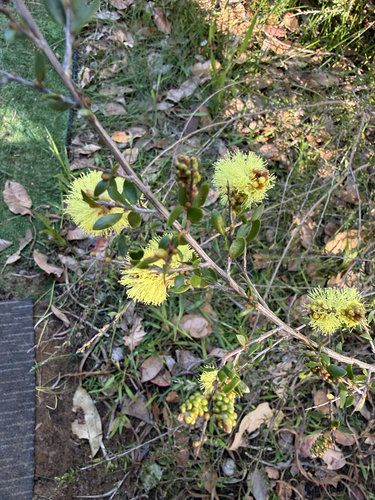 Melaleuca thymoides