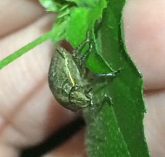 Sphyrocoris obliquus