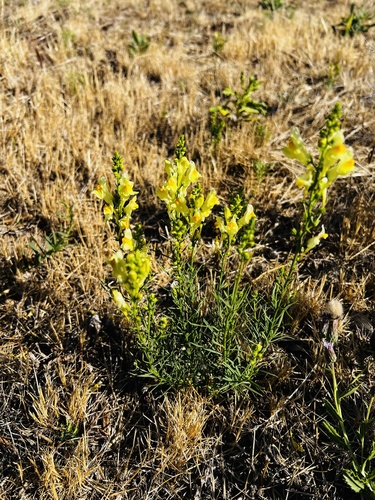 common toadflax