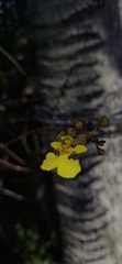 Trichocentrum caatingaense