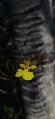 Trichocentrum caatingaense, photograph author not stated, no rights reserved