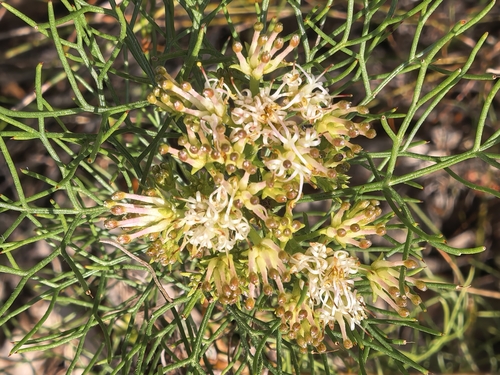 Serruria fasciflora, photograph 5