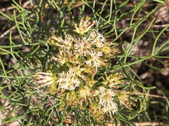 Serruria fasciflora, photograph author not stated, no rights reserved