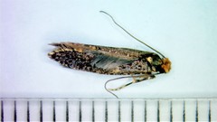 Monopis laevigella