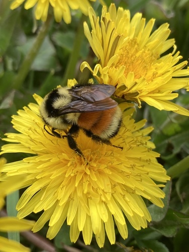 Tricolored Bumble Bee photo 5