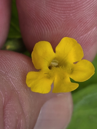 Erythranthe ptilota, photograph 6