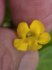 Erythranthe ptilota, photograph author not stated, no rights reserved