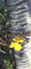 Trichocentrum caatingaense, photograph author not stated, no rights reserved