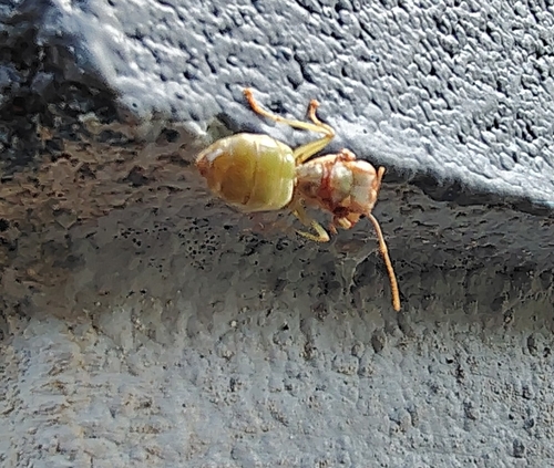 Asian Weaver Ant