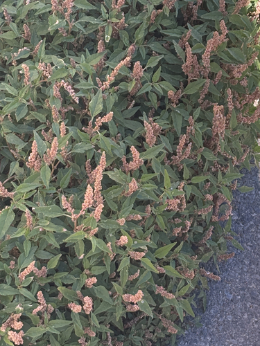 Prostrate Amaranth
