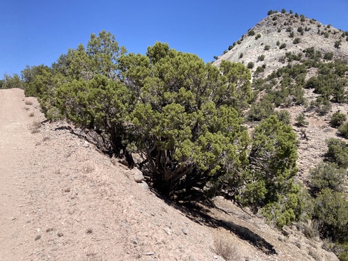 Utah Juniper