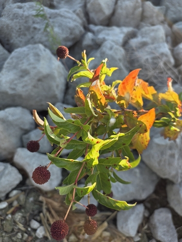 buttonbush