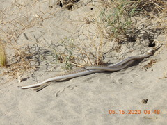Arizona elegans eburnata