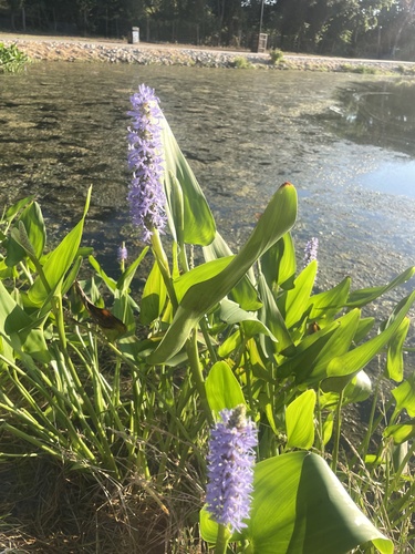 pickerelweed