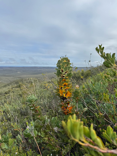 Hakea victoria