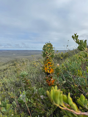 Hakea victoria