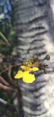 Trichocentrum caatingaense, photograph author not stated, no rights reserved