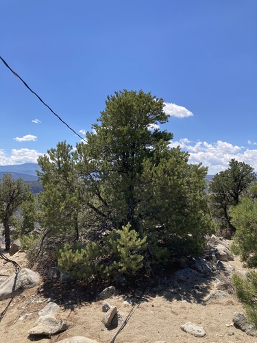 Colorado Pinyon