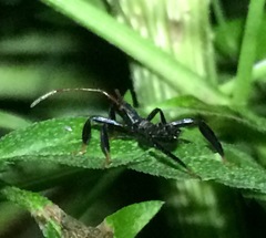 Acanthocephala femorata