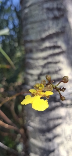 Trichocentrum caatingaense, photograph 4