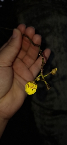Trichocentrum caatingaense, photograph 5